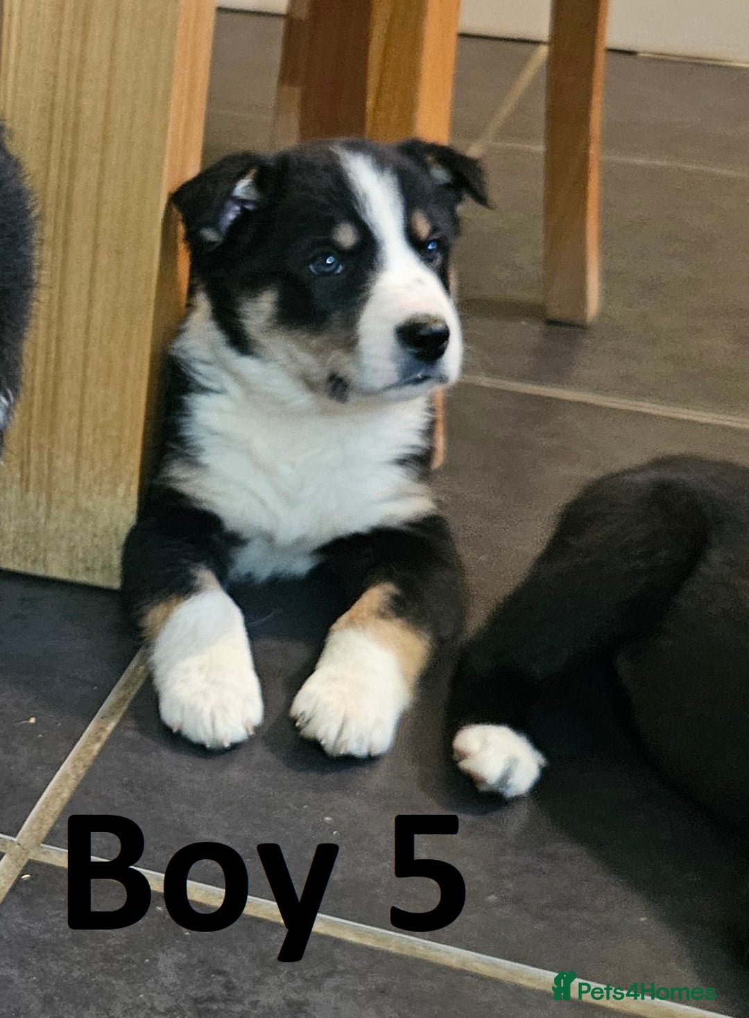Border Collie dogs for sale: Beautiful border collie pups for sale - Advert 9