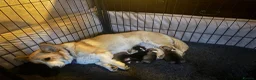 Welsh Corgi Pembroke dogs for sale: Gorgeous Pembrokeshire Corgi Puppies  - Advert 12
