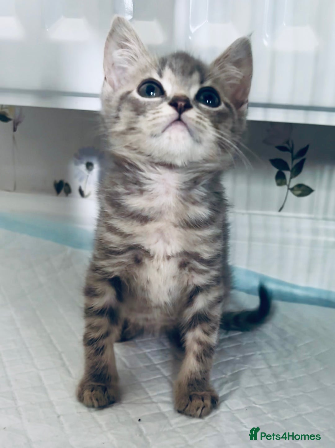 British Shorthair cats for sale: Two grey kittens - Image 6