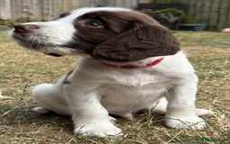 English Springer Spaniel dogs for sale: Gorgeous KC Registered Springer Spaniel Puppies in Thirsk - Image 22