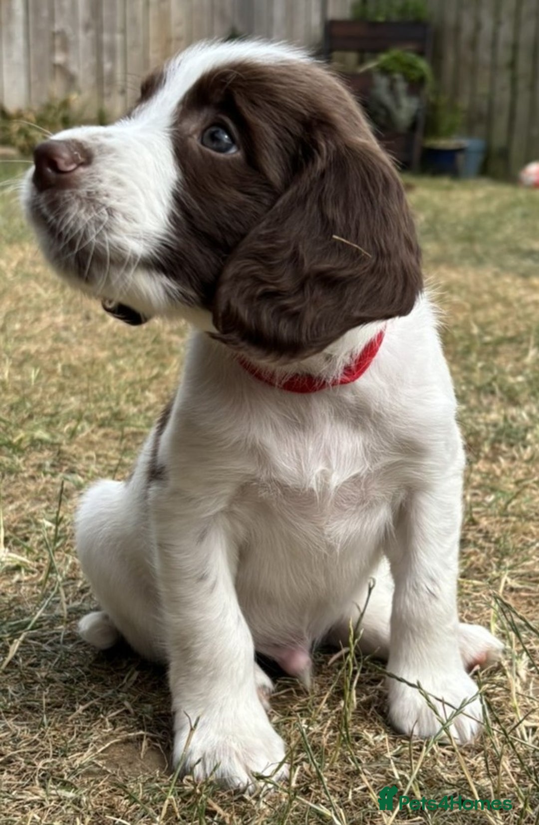 English Springer Spaniel dogs for sale: Gorgeous KC Registered Springer Spaniel Puppies in Thirsk - Image 22