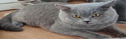 British Shorthair cats for sale: British Shorthair with pedigree kittens for sale.  - Advert 4