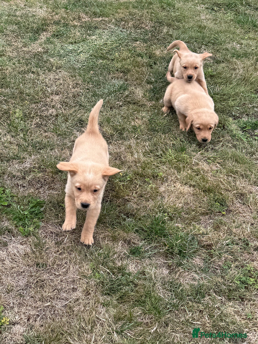 Goldador dogs for sale: Gorgoeus Goldador’s-Health Tested  - Image 14