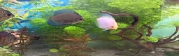 Discus fish for sale: Discus for sale  in Bow Street - Advert 4
