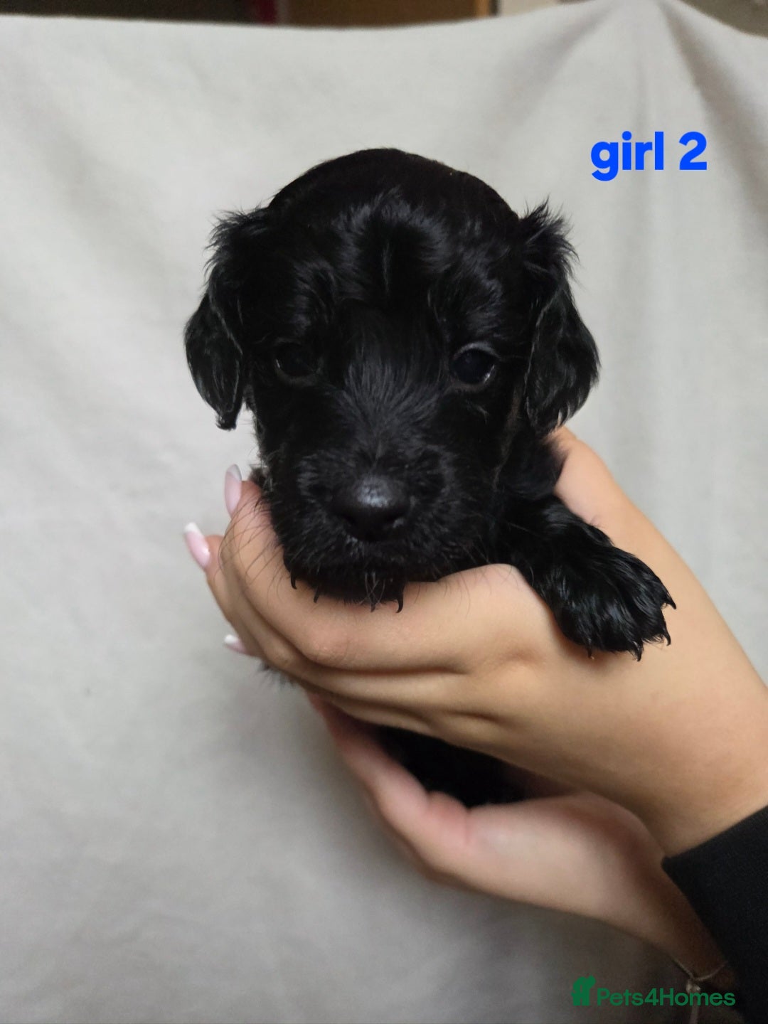 Cockapoo dogs for sale: F2 Cockapoo puppies  - Image 10
