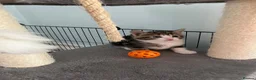 Mixed Breed cats for sale: 5 adorable kittens  - Advert 11