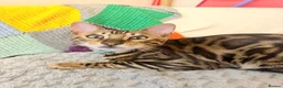 Bengal cats for sale: Friendly & Sociable Bengal Male Kitten  in London - Advert 4