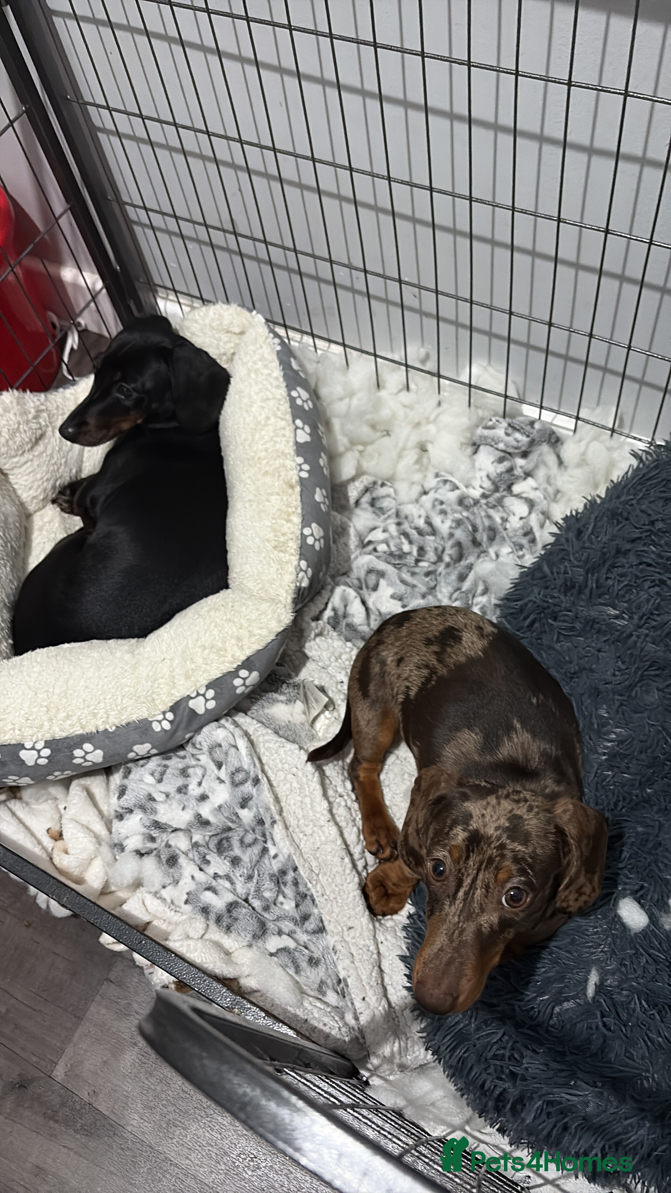 Dachshund dogs Sausage dog - Advert 14