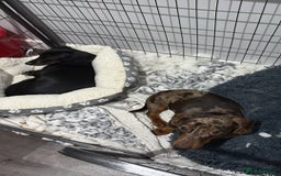 Dachshund dogs for sale: Sausage dog - Advert 2