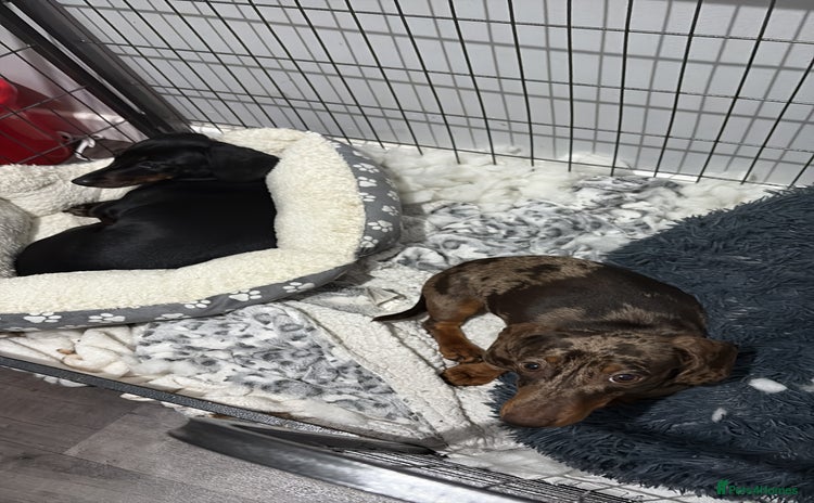 Dachshund dogs Sausage dog - Advert 1