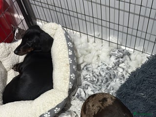 Dachshund dogs Sausage dog - Advert 5