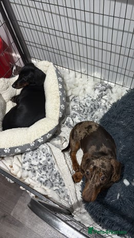 Dachshund dogs Sausage dog - Advert 1