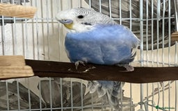 Budgerigars birds for sale: Blue and White Greywing Budgie Male  - Image 3