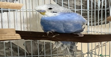 Budgerigars birds - Advert 15