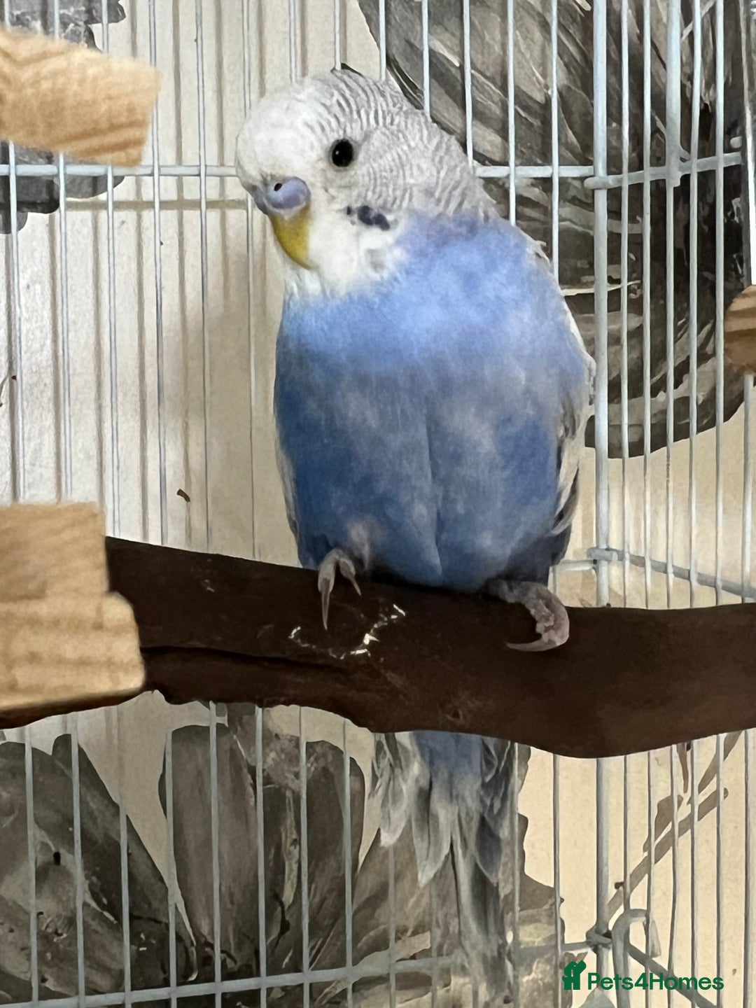 Budgerigars birds for sale: Blue and White Greywing Budgie Male  - Image 3