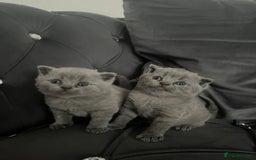 British Shorthair cats for sale: British short hair boys - Image 4
