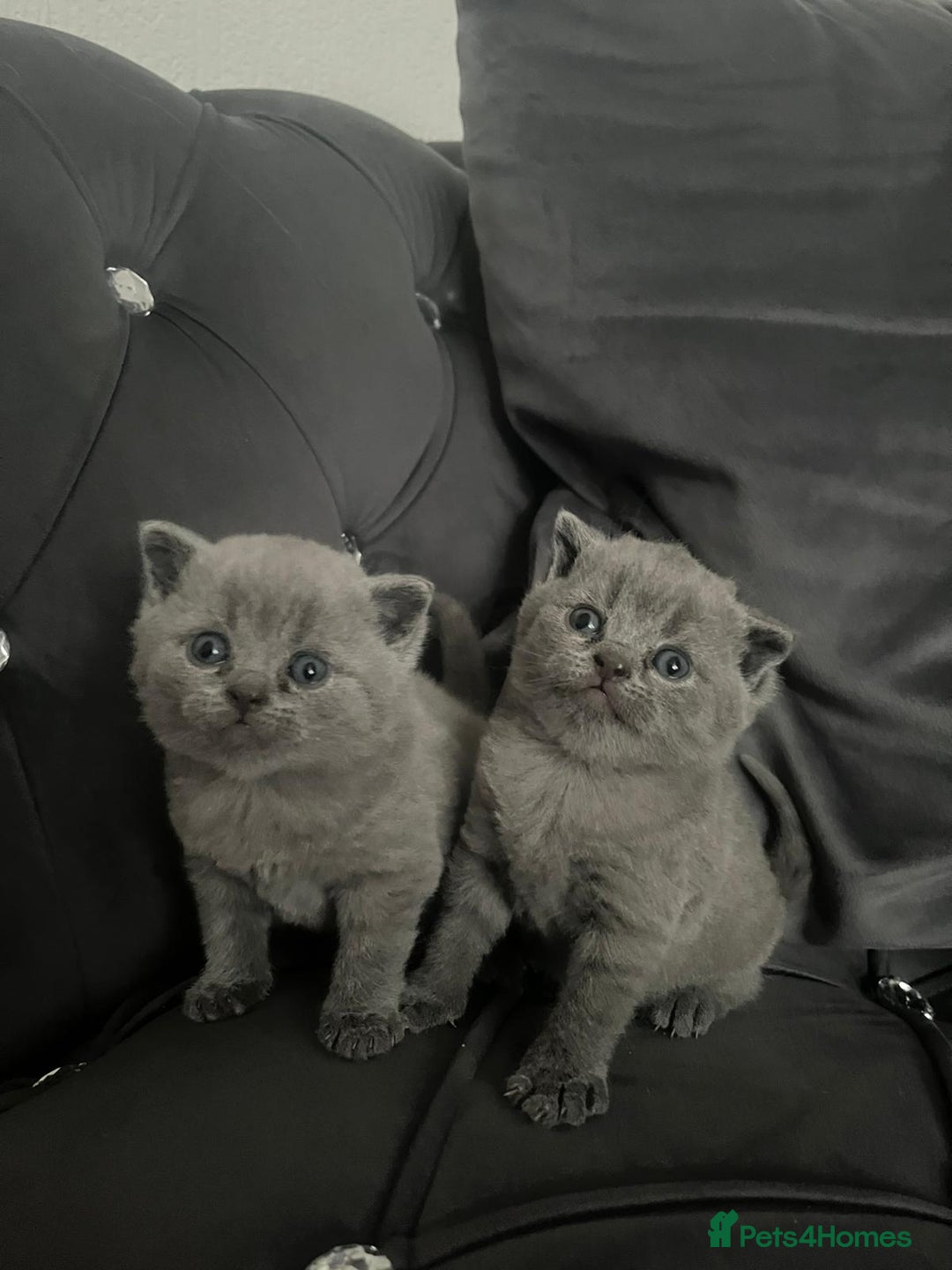 British Shorthair cats for sale: British short hair boys - Image 4