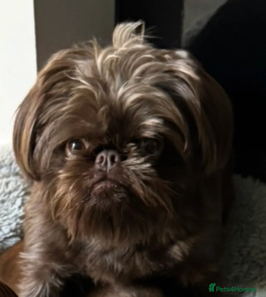 Griffon Bruxellois dogs for sale: Gorgeous Rough Coated 3 Year Old griffon Girl  - Advert 7