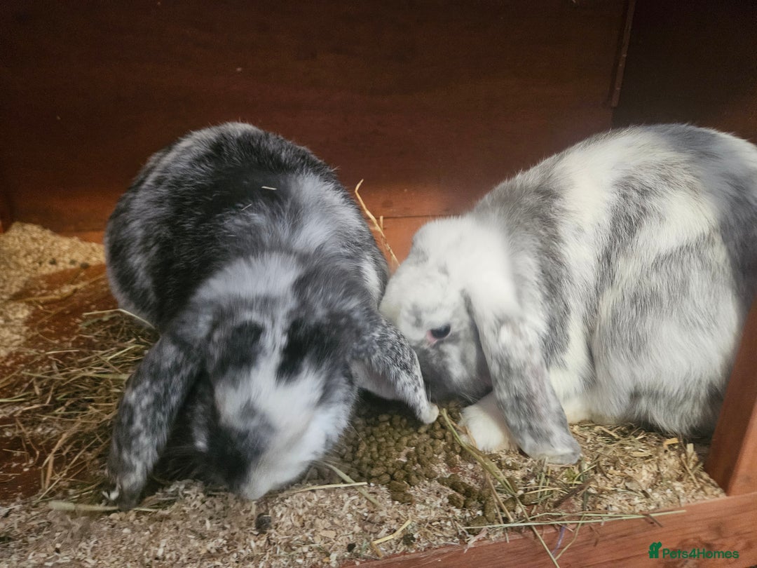 Mixed Breed rabbits for sale: 2 female rabbits - Advert 4