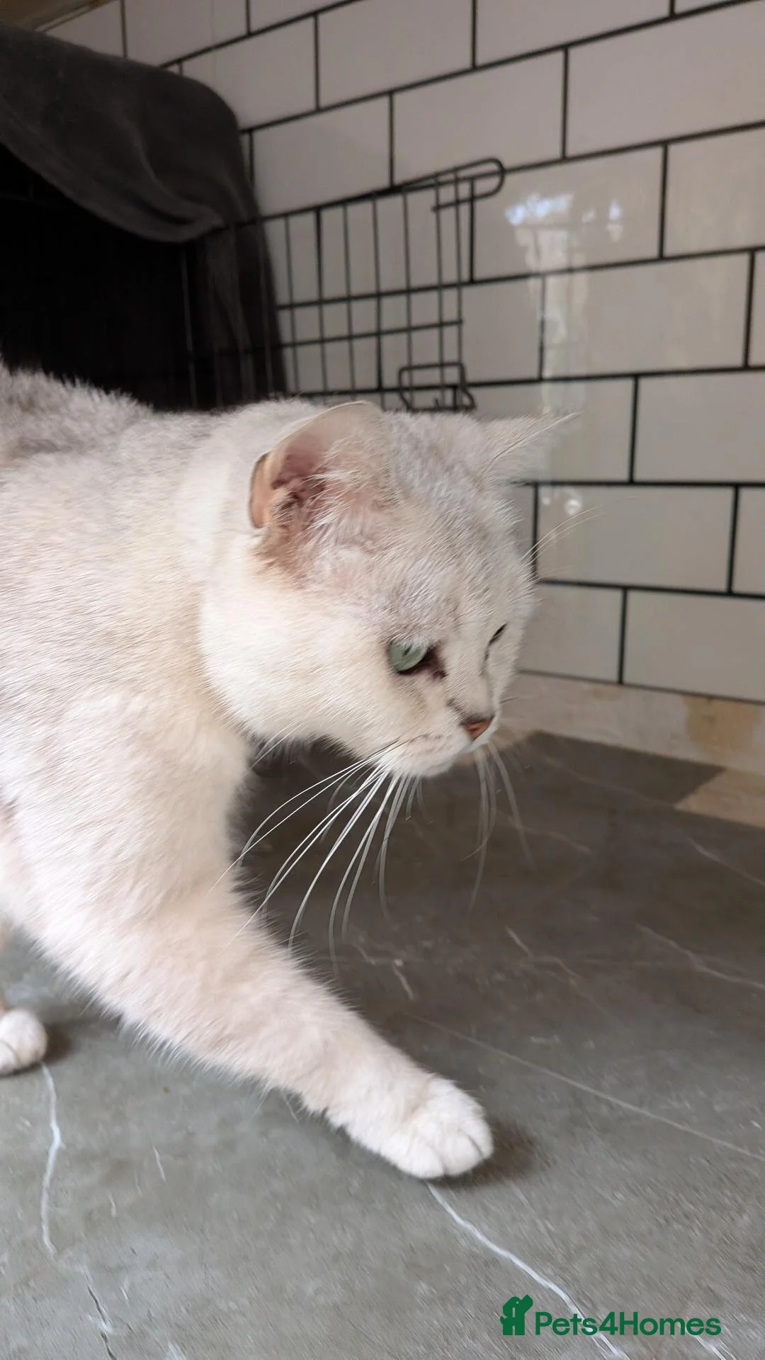 British Shorthair cats for sale: BSH 6 yer old female cat - Advert 5