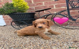 Cockapoo dogs for sale: Ready to leave Beautiful merle & gold  Cockapoos  - Image 10