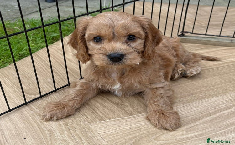 Cockapoo dogs - Advert 12