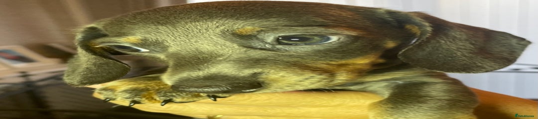 Dachshund Puppy 5