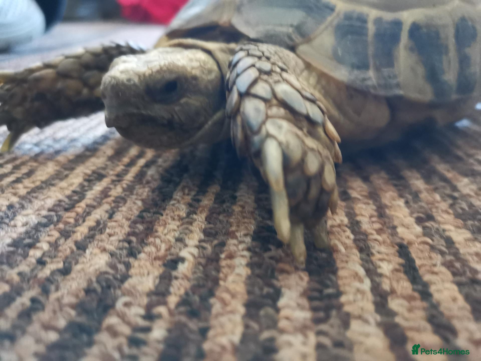 Tortoise reptiles Male Horsfield Tortoise  - Advert 1