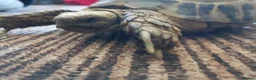 Tortoise reptiles for sale: Male Horsfield Tortoise  - Advert 1