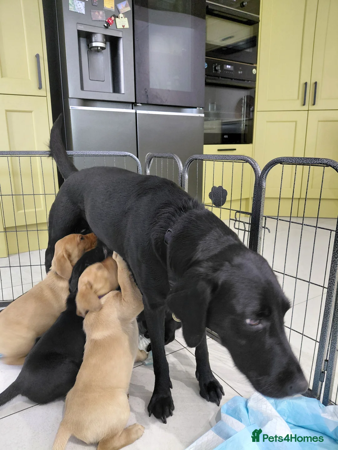 Labrador Retriever dogs for sale: Our last Boy  - Advert 6