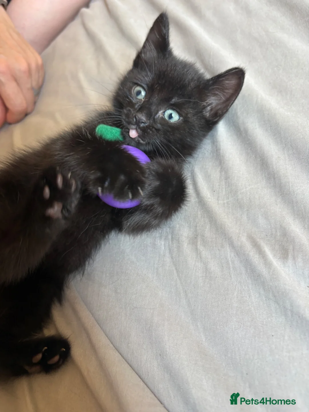 Mixed Breed cats for sale: 4Beautiful kittens looking for their forever home  - Advert 1