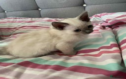 Ragdoll cats for sale: Ragdoll Kittens - Image 3