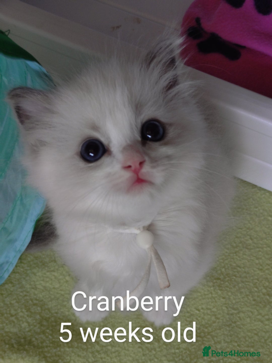 Ragdoll cats for sale: GCCF pedigree ragdoll kittens for sale £850 -£1100 - Image 29