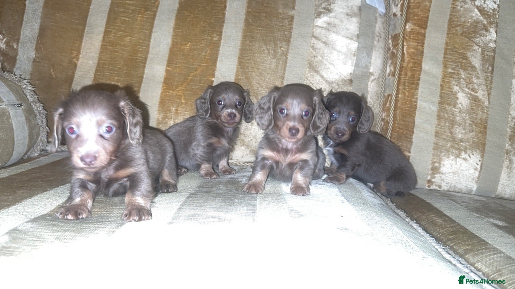 Miniature Dachshund dogs Miniature dashaund puppy’s  - Advert 1