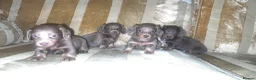 Miniature Dachshund dogs for sale: Miniature dashaund puppy’s fluffy - Advert 1