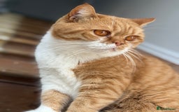 British Shorthair cats for sale: Rasmus - Image 6