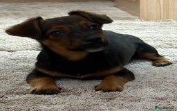 Jack Russell dogs for sale: Traditional Short-legged Jack Russell Boy. - Image 17