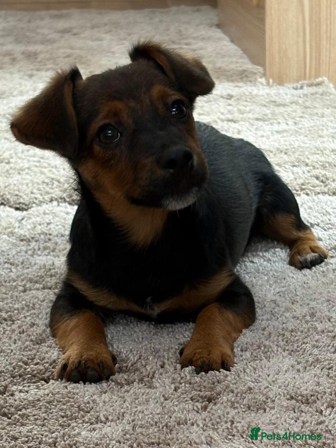 Jack Russell dogs for sale: Traditional Short-legged Jack Russell Boy. - Image 17