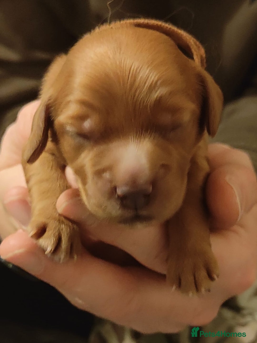 Cocker Spaniel dogs for sale: Cocker spaniel pups 4 days old - Advert 5