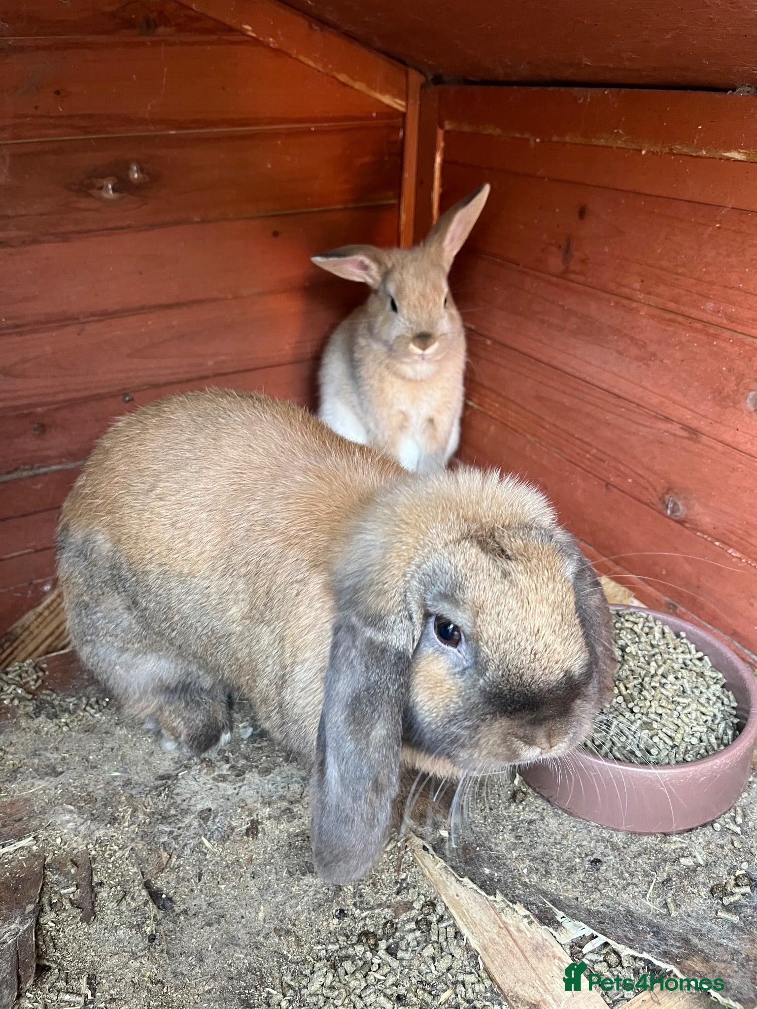 Mini Lop rabbits Beautiful Mini Lops - Advert 1
