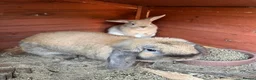 Mini Lop rabbits for sale: Beautiful Mini Lops - Advert 1