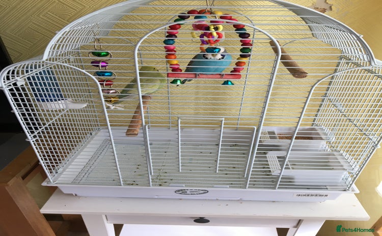 Budgerigars birds - Advert 5
