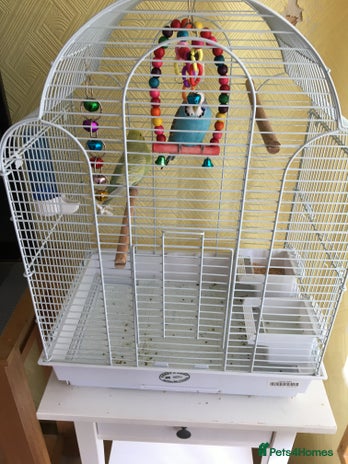 Budgerigars birds - Advert 5