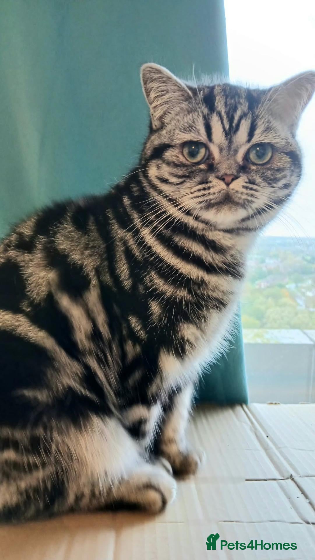 British Shorthair cats for sale: Bsh. Active. Classic Silver Tabby.🍄🍒 - Advert 16