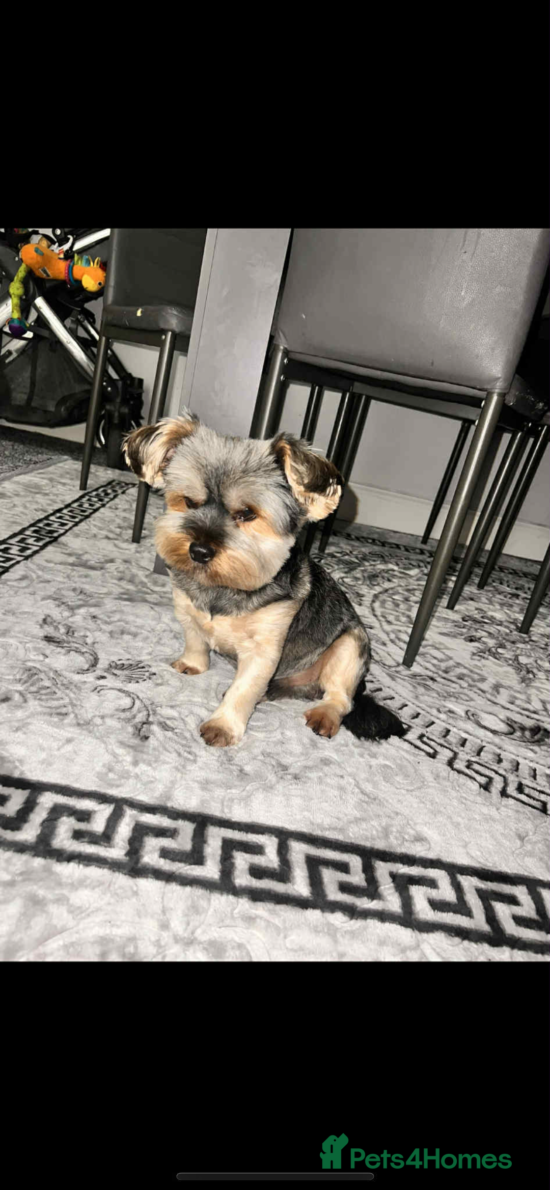 Yorkshire Terrier dogs for sale: Yorkshire terrier puppies for sale  - Image 7