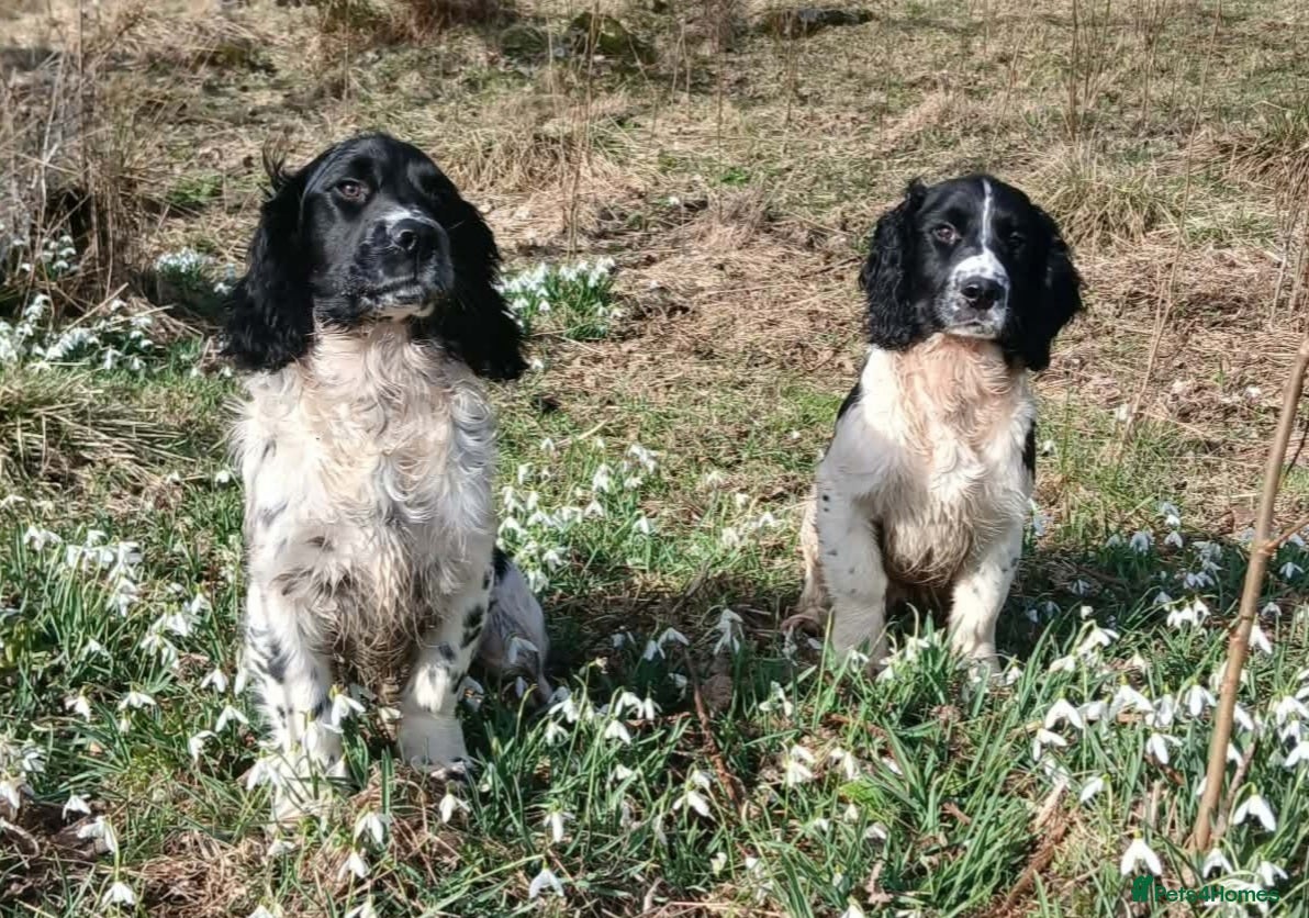 English Springer Spaniel dogs Springer spaniel pups  - Advert 1
