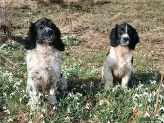 English Springer Spaniel dogs Springer spaniel pups - Advert 13
