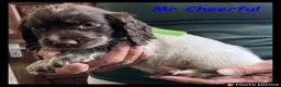 Cocker Spaniel dogs for sale: Stunning Cocker Spaniels 💥 - Advert 16