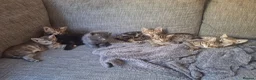 Mixed Breed cats for sale: 2 litters of 2 mommy in Preston - Advert 1