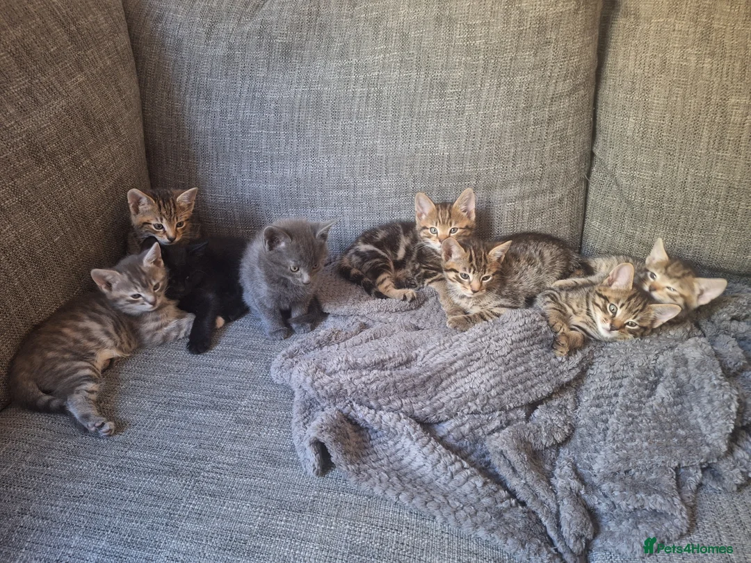 Mixed Breed cats for sale: 2 litters of 2 mommy in Preston - Advert 1